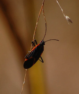 Boisea trivittata, Box Elder Bug