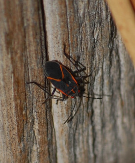 Boisea trivittata, Box Elder Bug