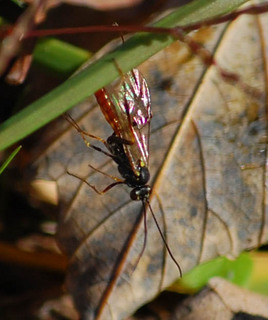Campoctonus sp., Male Ichneuomnid wasp