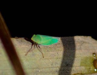 Draeculacephala inscripta, leafhopper