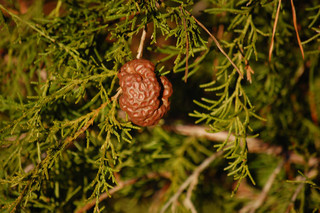 Gymnosporangium juniperi-virginianae, Cedar Apple Rust Gall on Red Cedar