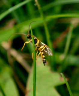 Myzinum quinquecincta, Five-banded Typhiid Wasp