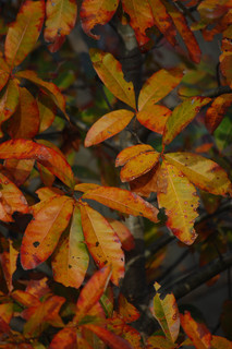 Quercus imbricaria, Shingle or Live Oak