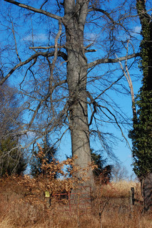 Quercus palustris, Pin Oak