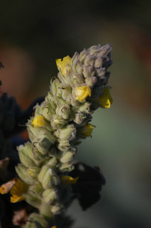 Verbascum thapsus, Common Mullein