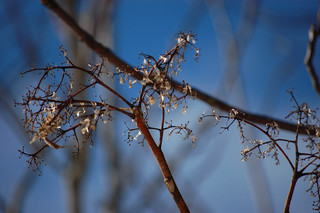 Ailanthus altissima, Tree-of-Heaven