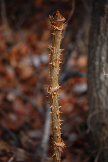 Aralia spinosa, Devils Walkingstick