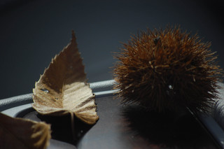 Castanea mollissima, Chinese Chestnut
