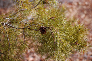 Pinus virginiana, Virginia Pine