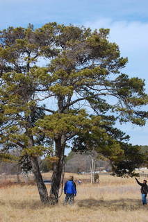Pinus virginiana, Virginia Pine