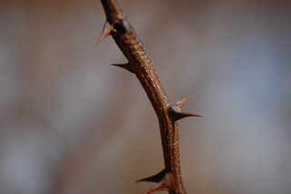 Robinia pseudoacacia, Black Locust