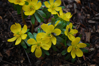 Anemone ranunculoides, Japanese or Yellow Wood Anemones