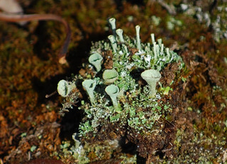 Cladonia chlorophaea, Cup Lichen