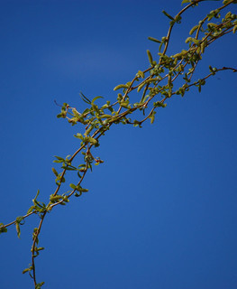 Salix matsudana, Corkscrew Willow