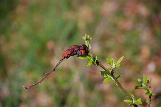 Diastrophus nebulosus, Blackberry Knot Gall Wasp