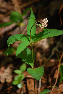 Asclepias quadrifolia, Four-leaved Milkweed