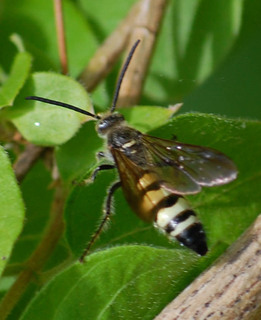 Campsomeris plumipes, Scoliid Wasp male