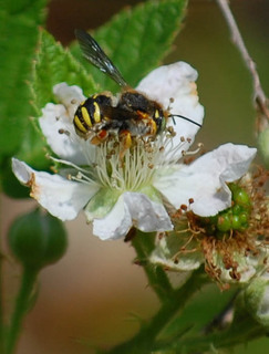 Anthidium oblongatum, Wool Carder Bee