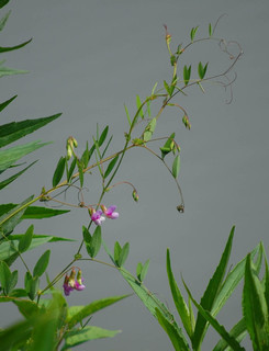 Lathyrus palustris, Marsh Pea
