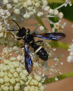 Cerceris fumipennis, Weevil Wasp