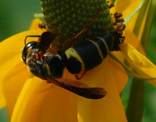 Euodynerus hidalgo, Mason Wasp male