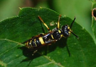 Cerceris clypeata, Weevil Wasp