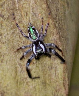 Paraphidippus aurantius, Jumping Spider male