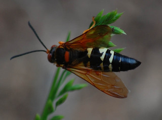 Sphecius speciosus, Cicada Killer
