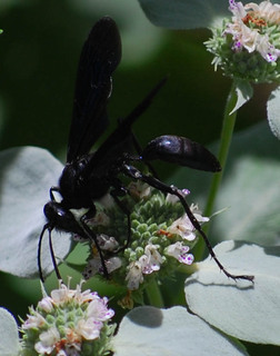 Sphex pensylvanicus, Great Black Wasp