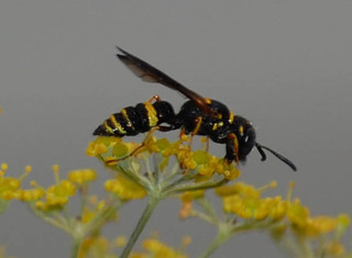 Philanthus gibbosus, Bee Wolf Wasp