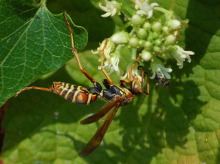 Polistes fuscatus, Northern Paper Wasp