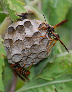 Polistes fuscatus, Paper Wasp nest