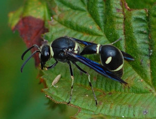 Eumenes fraternus, Brotherly Potter Wasp