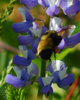 Bombus nevadensis, Nevada Bumble Bee