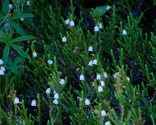 Cassiope mertensiana, White Mountain Heather
