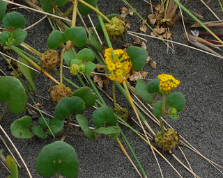 Abronia latifolia, Yellow Sand-Verbena