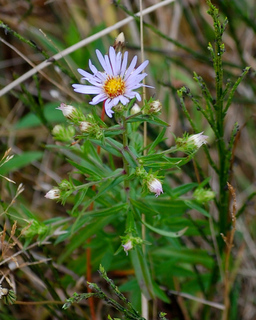 Aster chilensis, Common California Aster