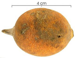 Astrocaryum standleyanum fruit