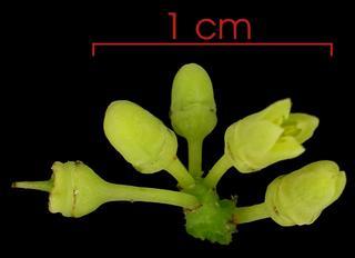 Cissus verticillata flower-bud