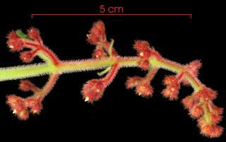 Clidemia capitellata flower-bud cluster