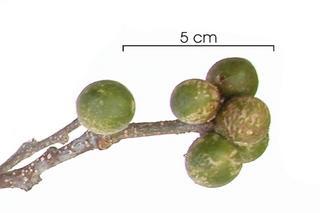 Enterolobium cyclocarpum damaged-fruit