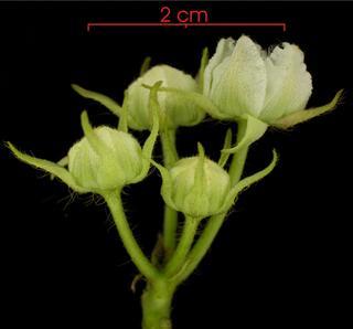 Fischeria funebris, flower-bud