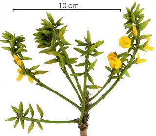 Fissicalyx fendleri flower plant