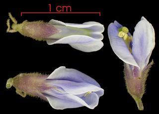 Pachyrhizus ferrugineus flower
