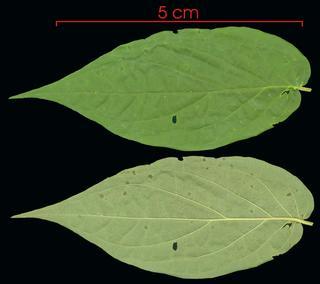 Piper dilatatum leaf