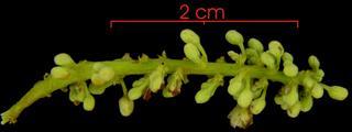 Serjania mexicana flower-bud cluster