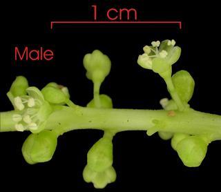 Carapa guianensis immature-fruit plant2