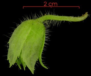 Nautilocalyx panamensis flower-bud