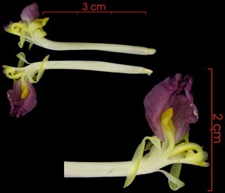 Pleiostachya pruinosa flower1