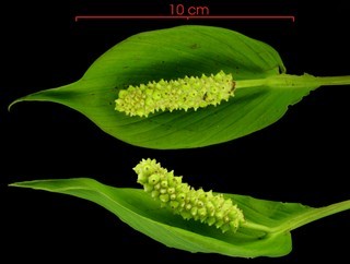 Spathiphyllum phryniifolium immature-fruit cluster1